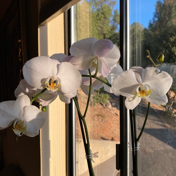 Meet your Posher, Tresa - Picture 3 of 7